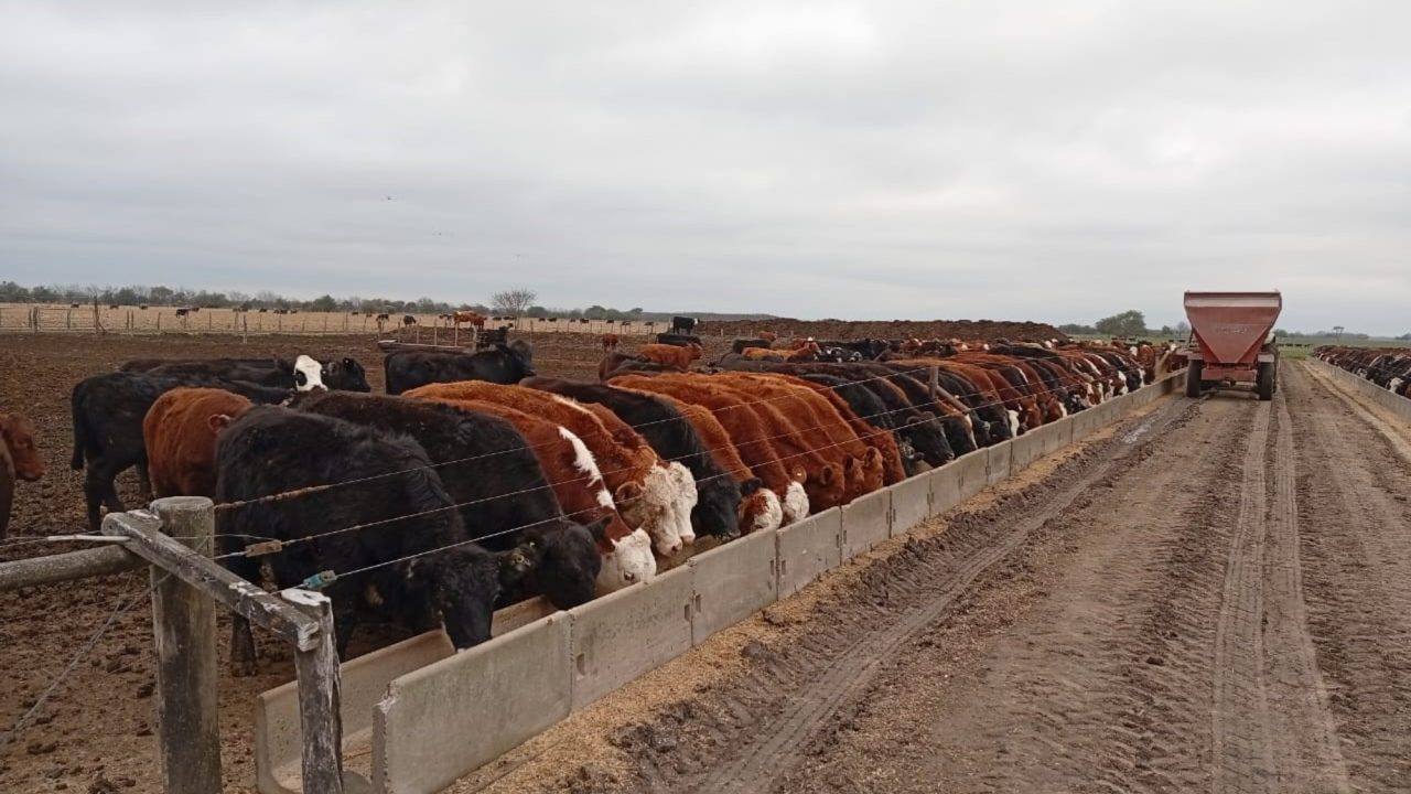La Integración Maíz-Ganadería Impulsa la Producción en Argentina
