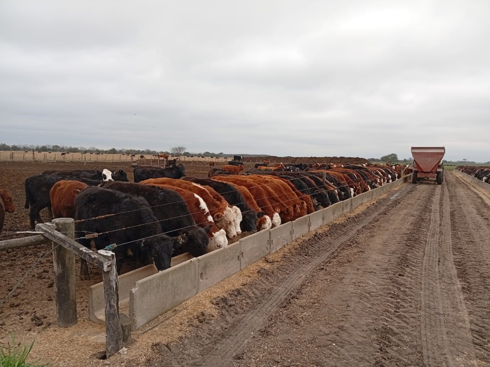 Campo argentino con ganado pastando cerca de un campo de maíz maduro.