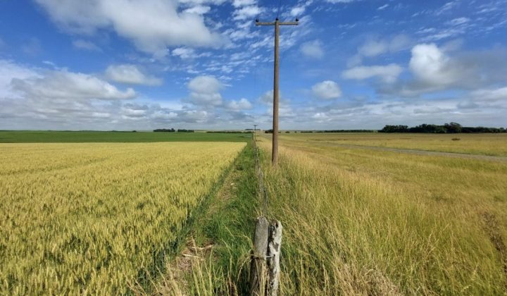 El Gobierno de Milei anuncia reducción de retenciones a la exportación de cereales y oleaginosas
