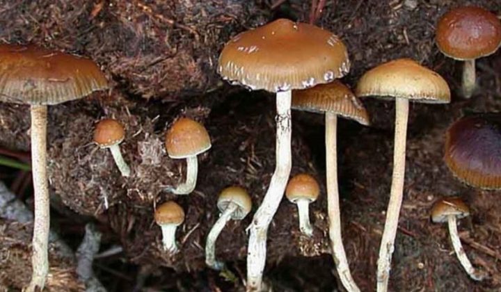 Hongos psicodélicos y salud mental: psiquiatra explica su uso como “puerta al inconsciente